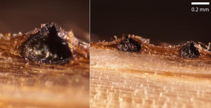 macrostoma