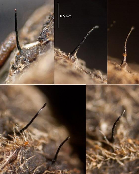 macrostoma