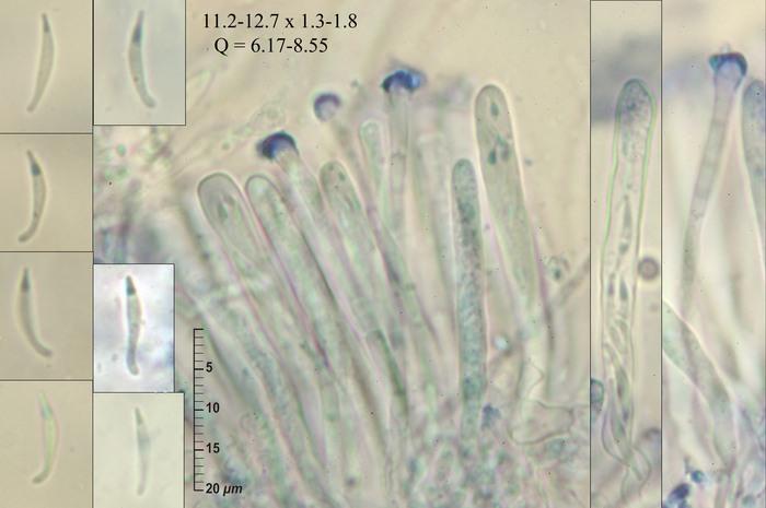 macrostoma