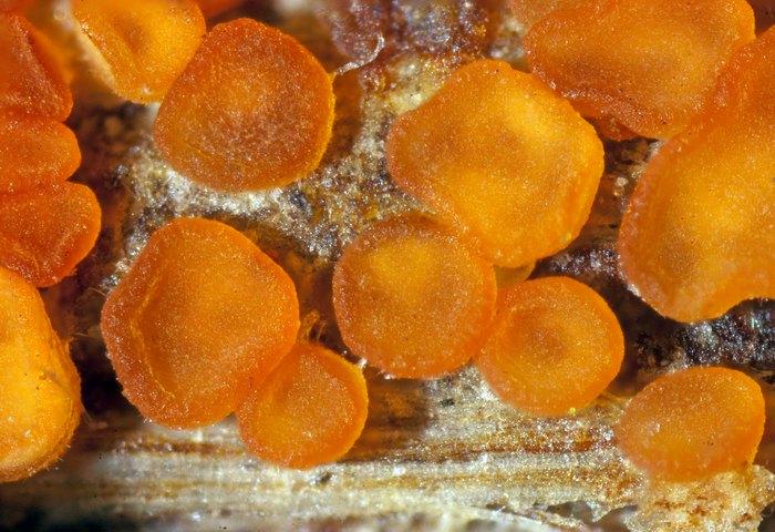 macrostoma