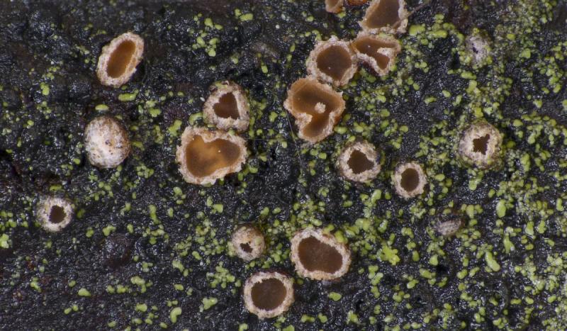 macrostoma