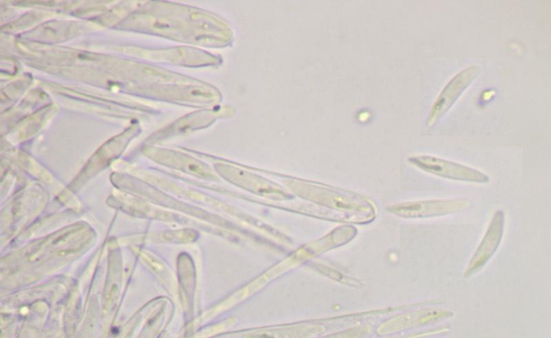 macrostoma
