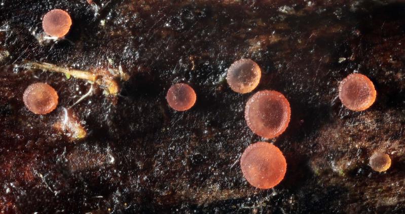 macrostoma
