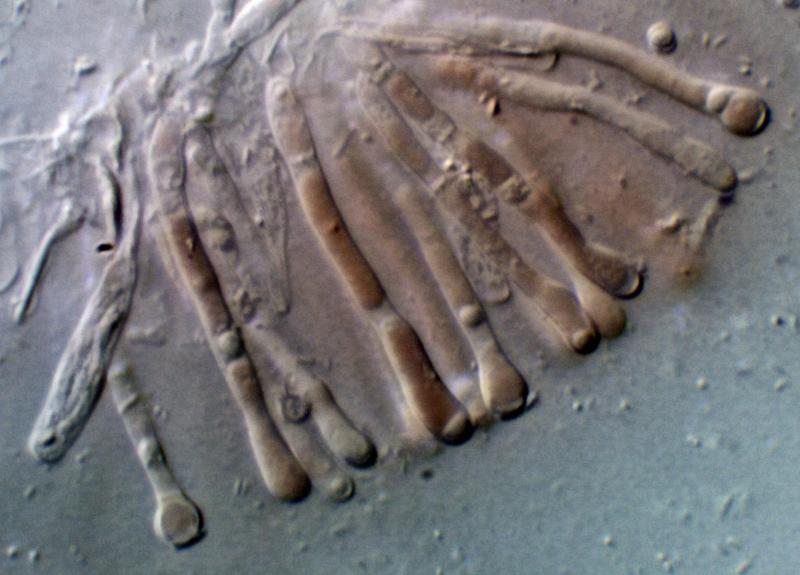 macrostoma