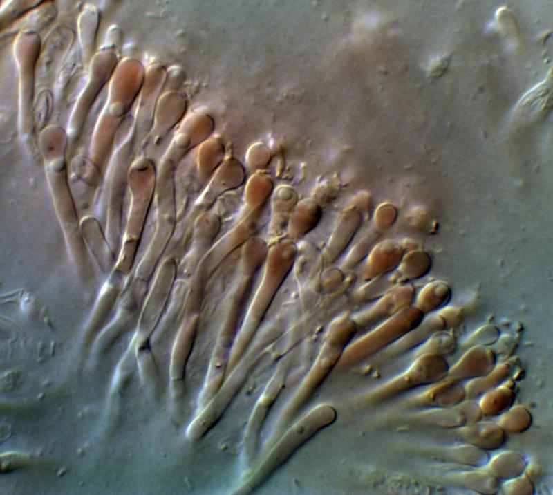 macrostoma