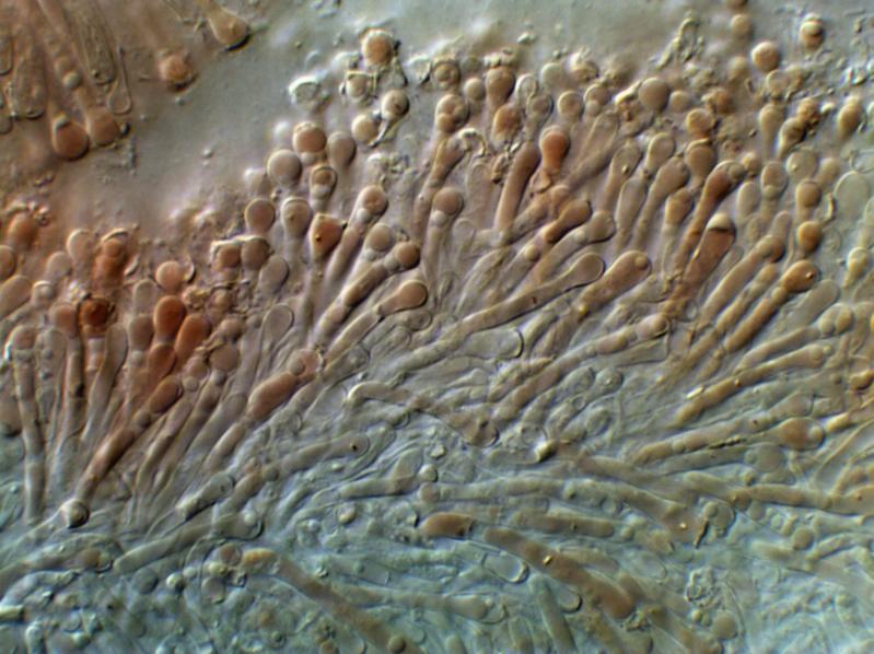 macrostoma