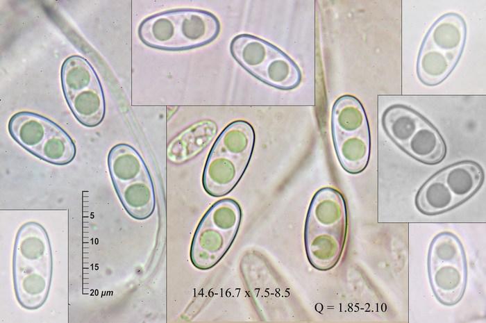 macrostoma