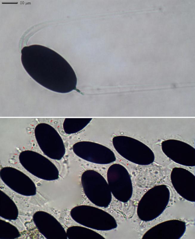 macrostoma