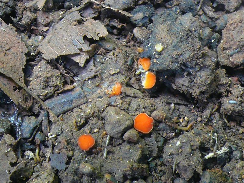 macrostoma