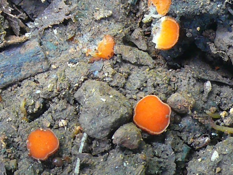 macrostoma