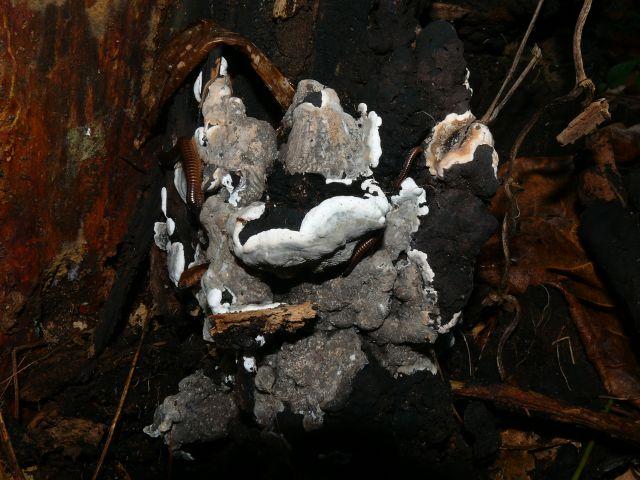 macrostoma