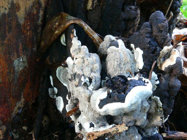 macrostoma