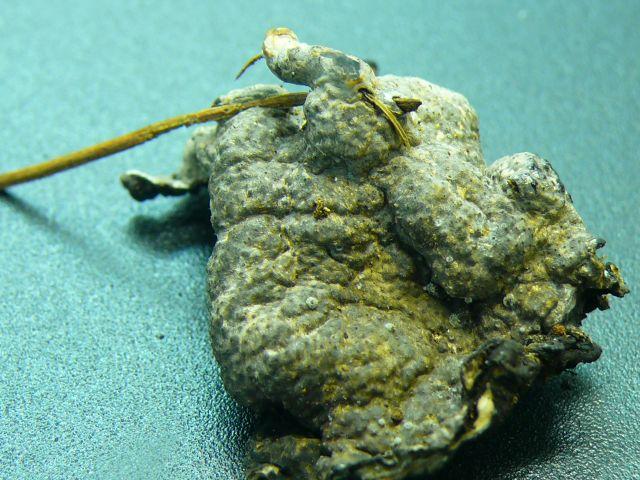 macrostoma