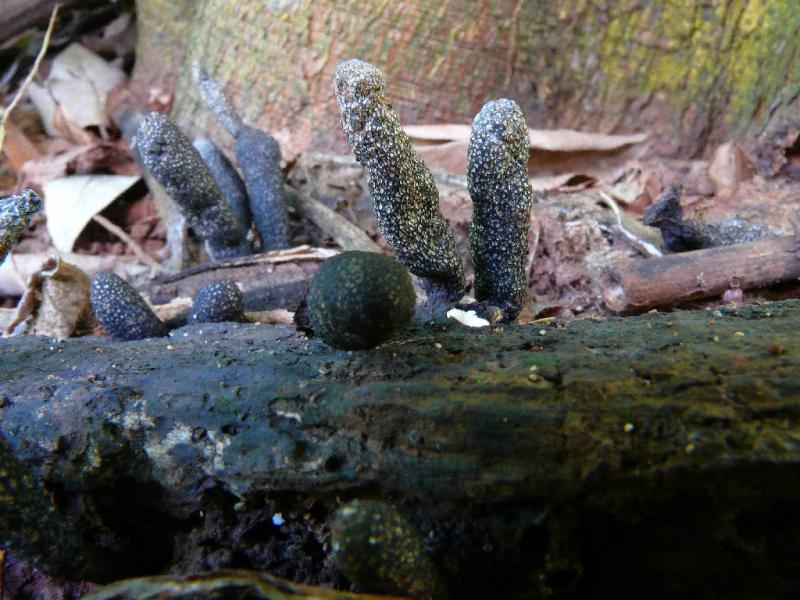 macrostoma