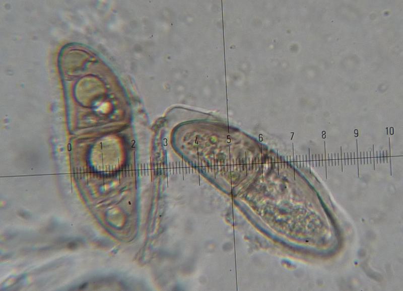 macrostoma