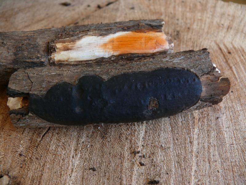 macrostoma