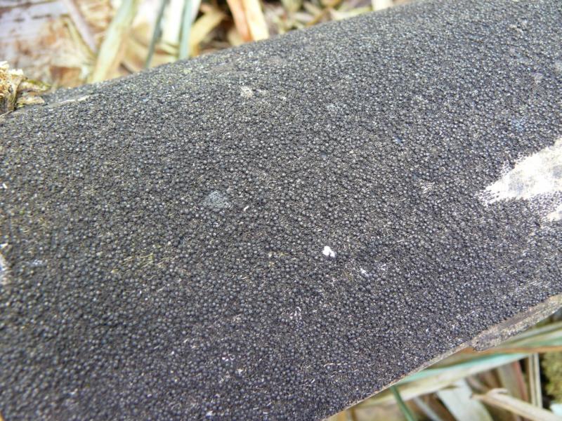macrostoma