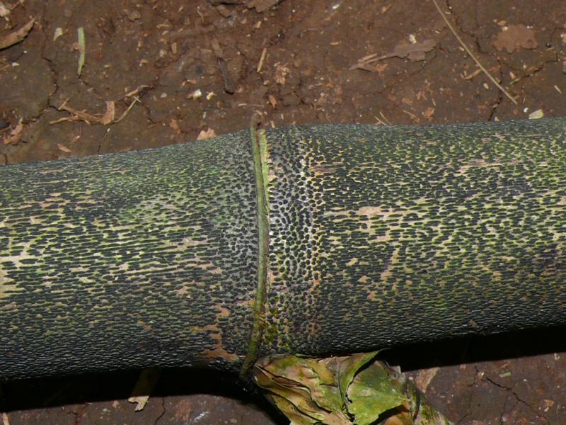 macrostoma
