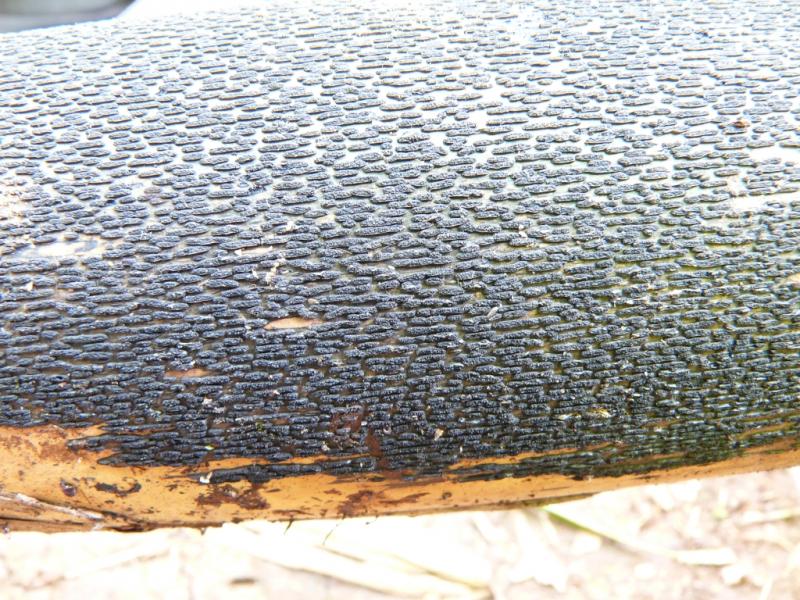 macrostoma