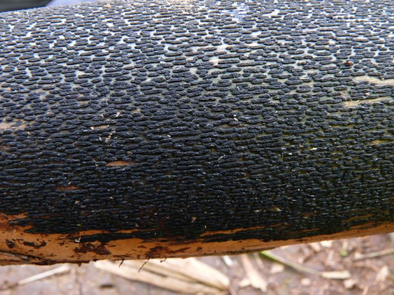macrostoma