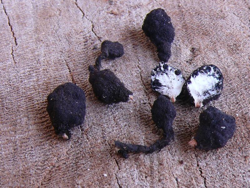macrostoma
