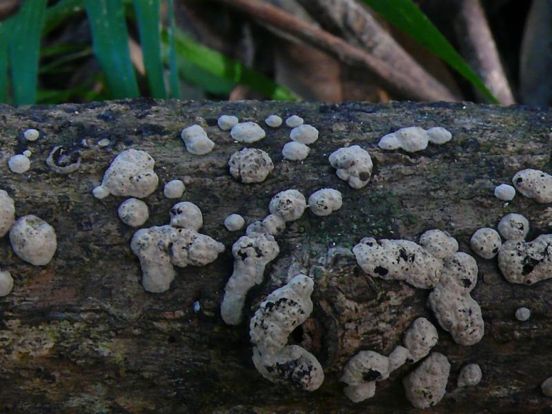macrostoma