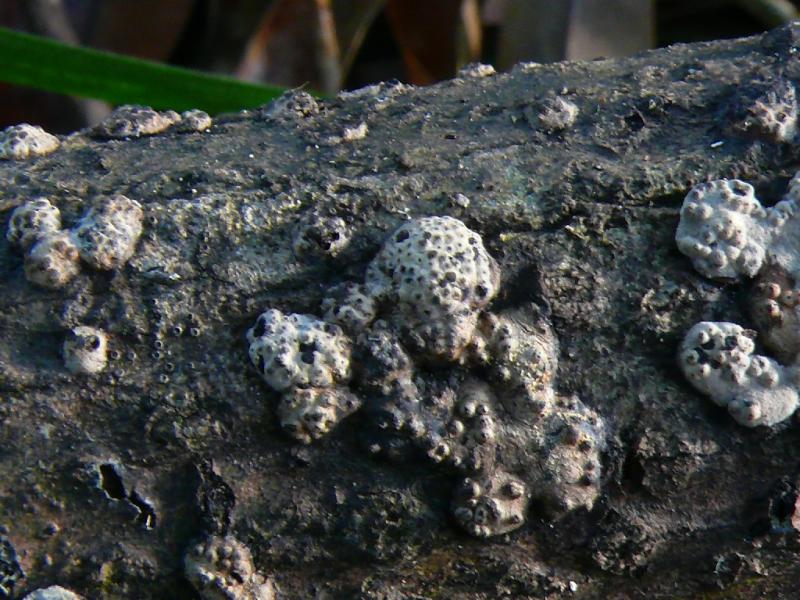 macrostoma