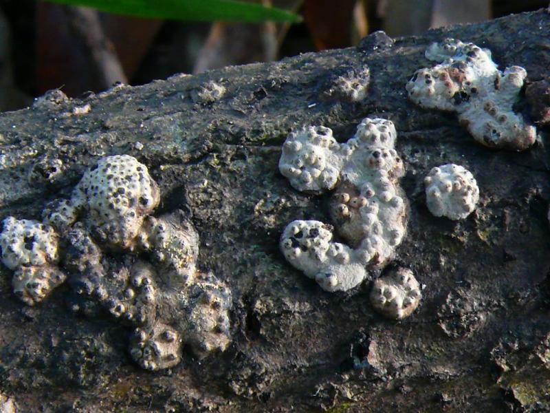 macrostoma