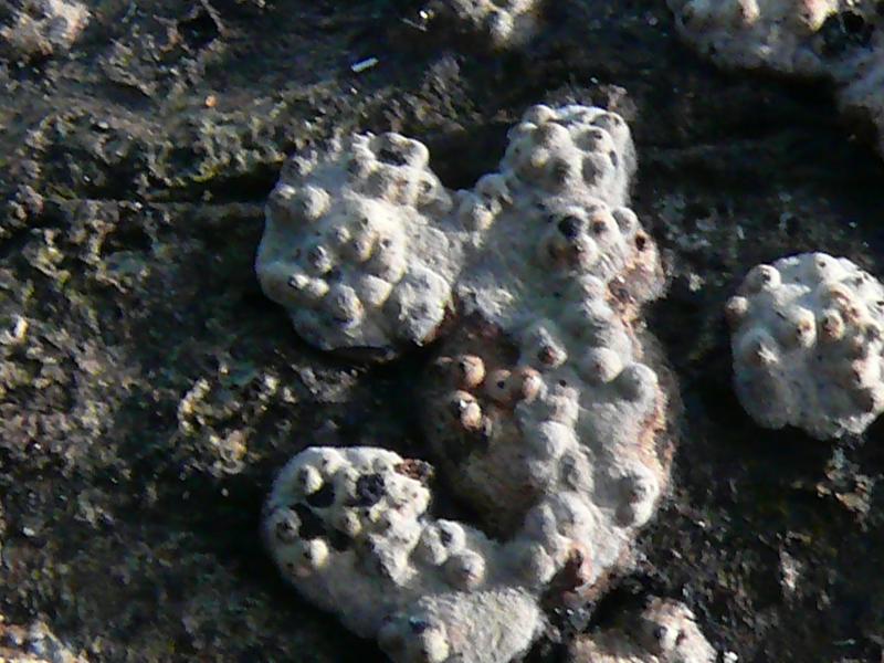 macrostoma