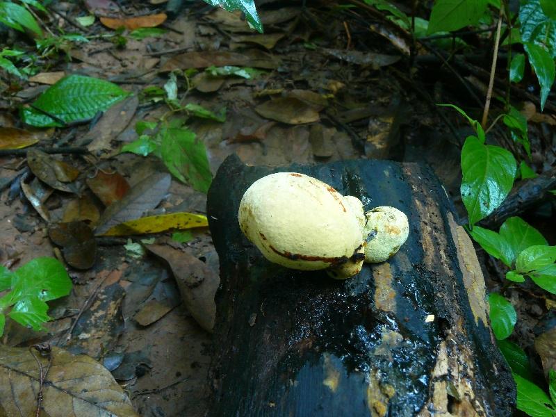 macrostoma