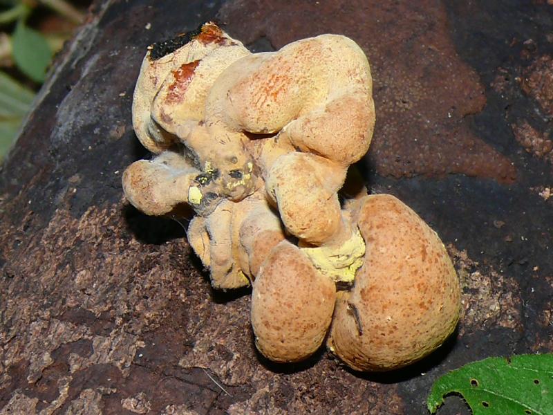 macrostoma