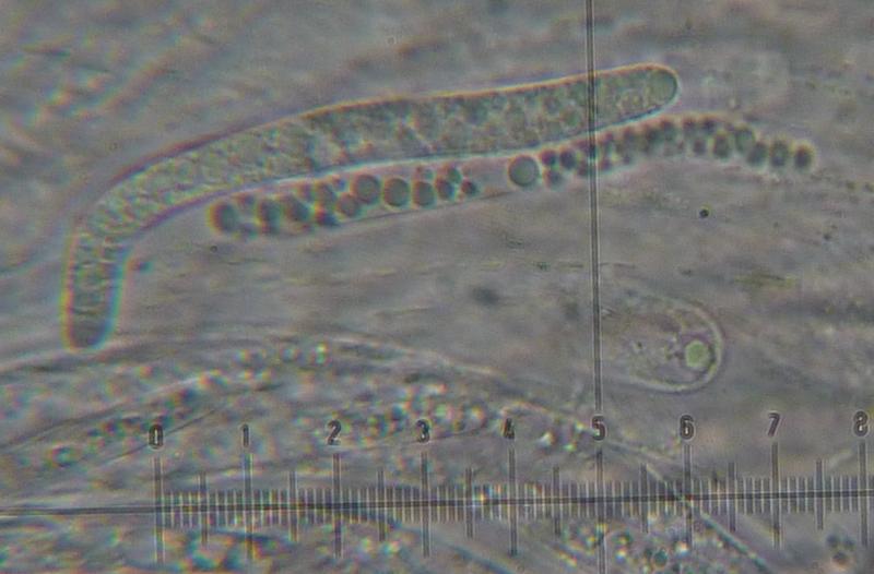 macrostoma