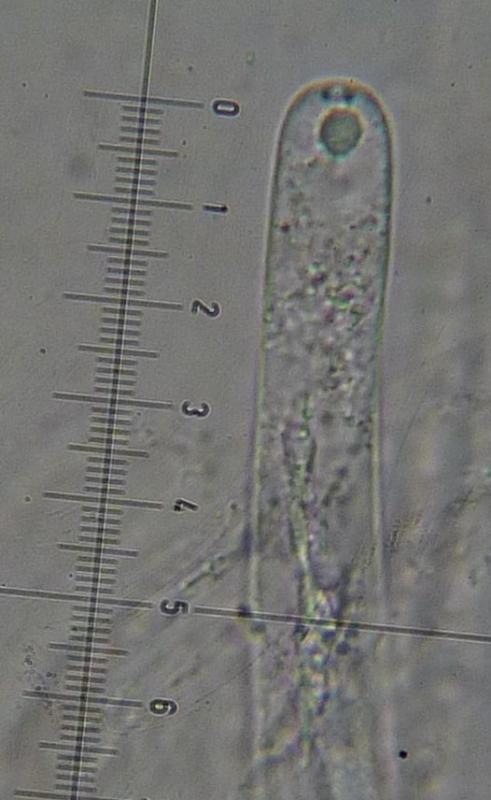 macrostoma