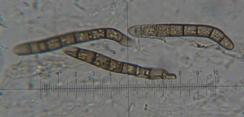 macrostoma