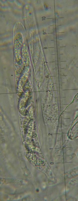 macrostoma