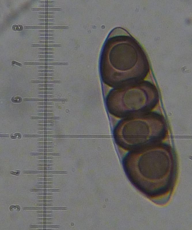 macrostoma