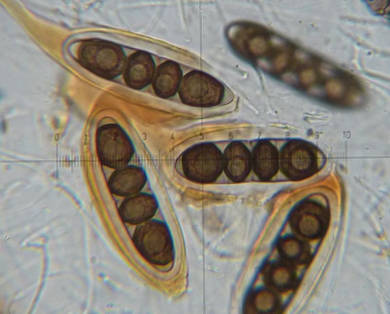 macrostoma