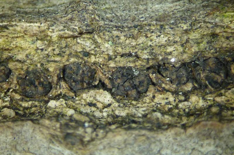 macrostoma