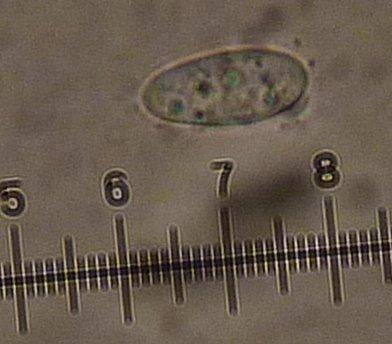 macrostoma