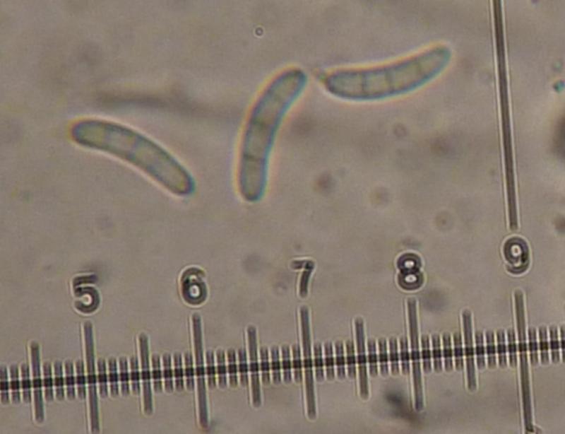 macrostoma