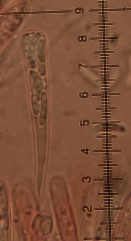macrostoma