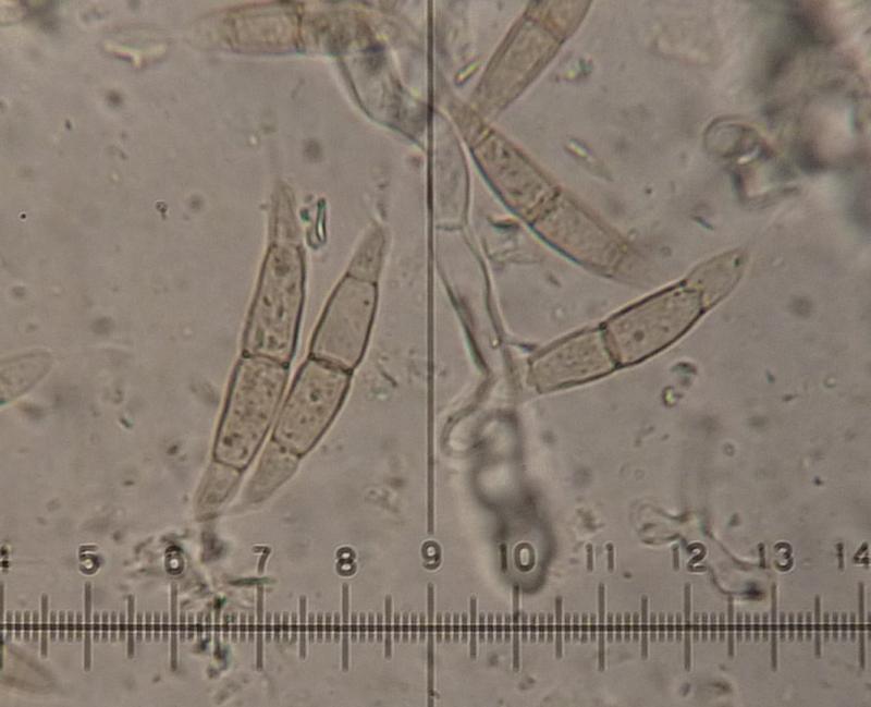 macrostoma