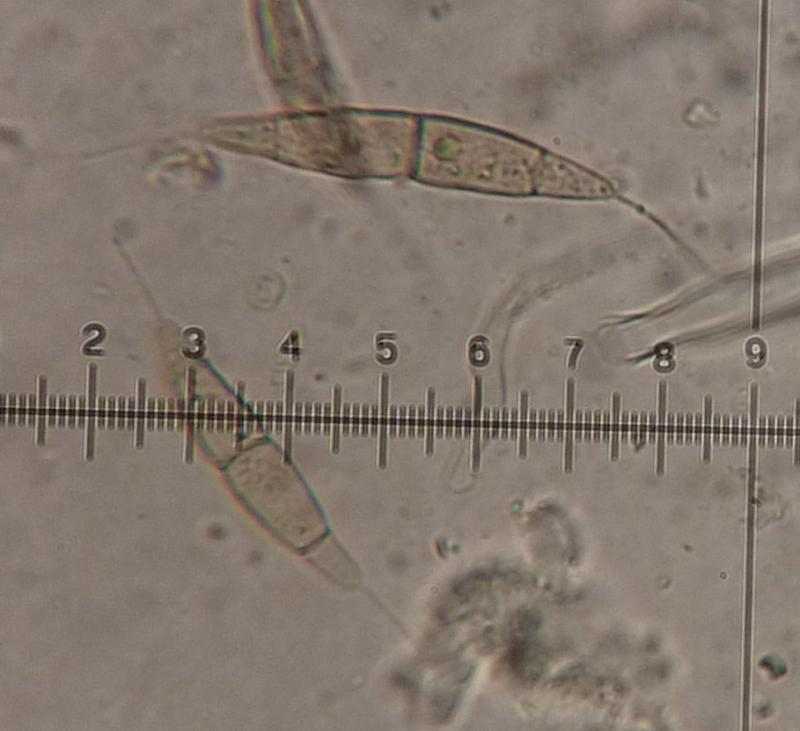 macrostoma