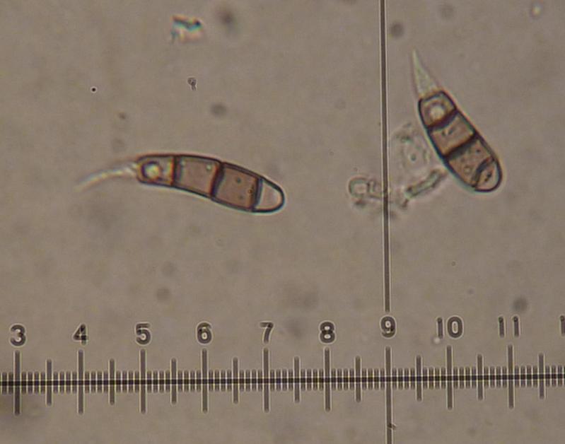macrostoma