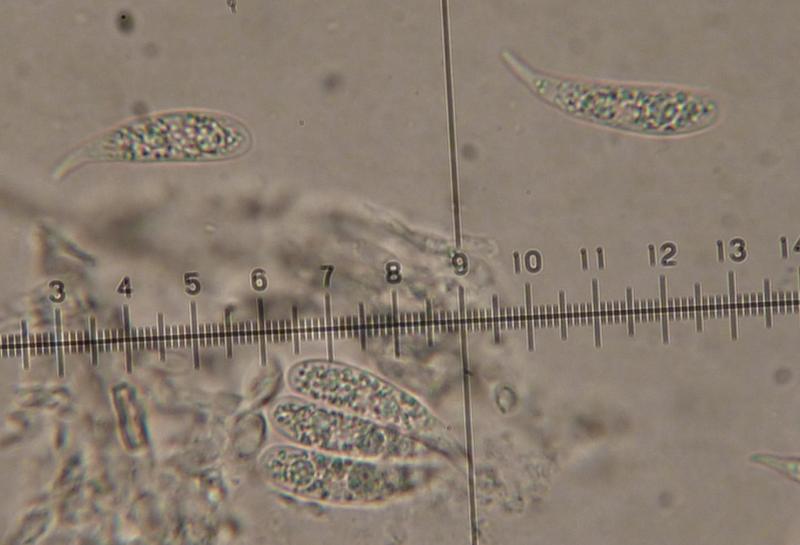 macrostoma