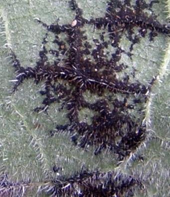 macrostoma