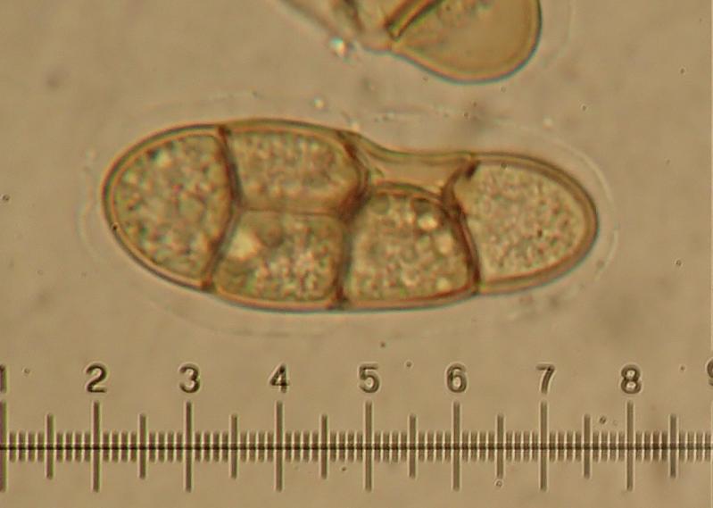 macrostoma