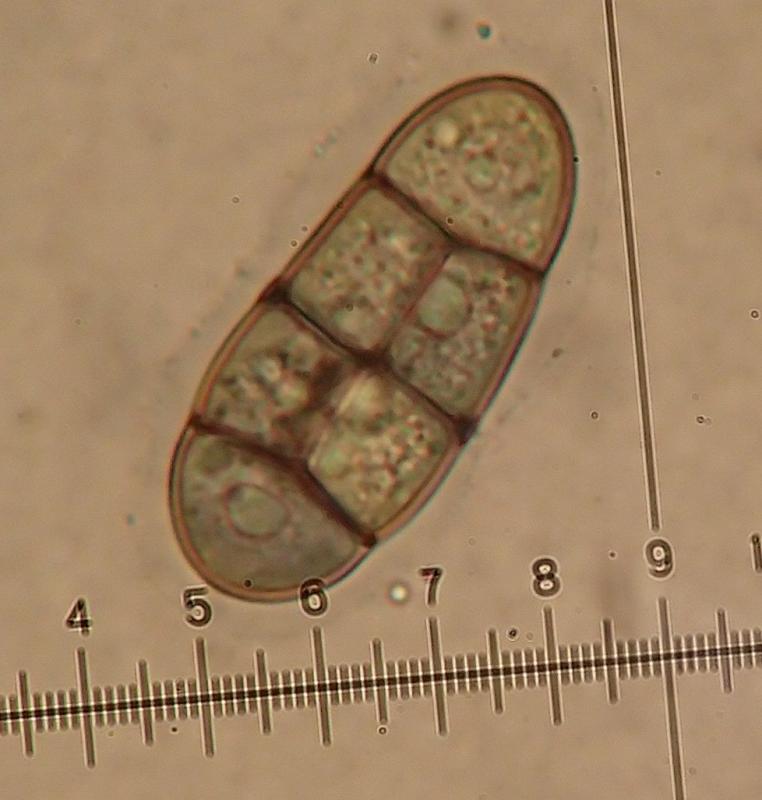 macrostoma