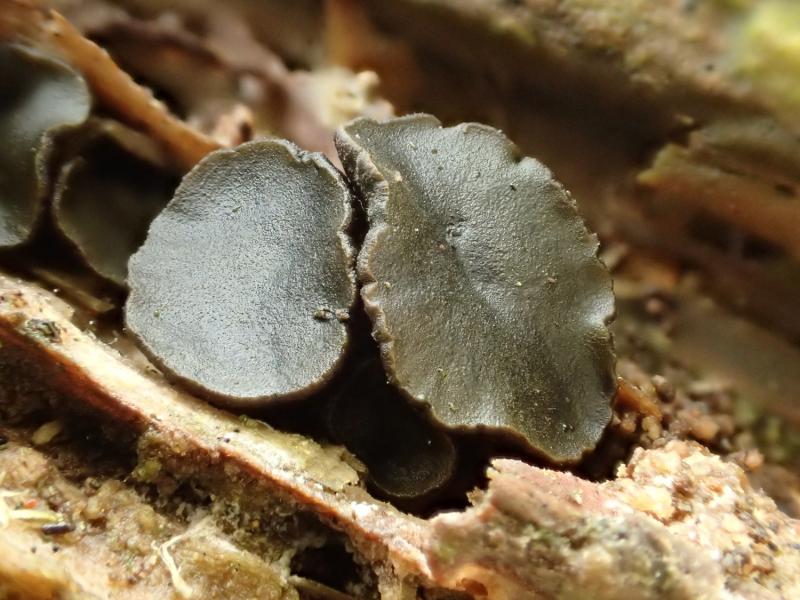 macrostoma