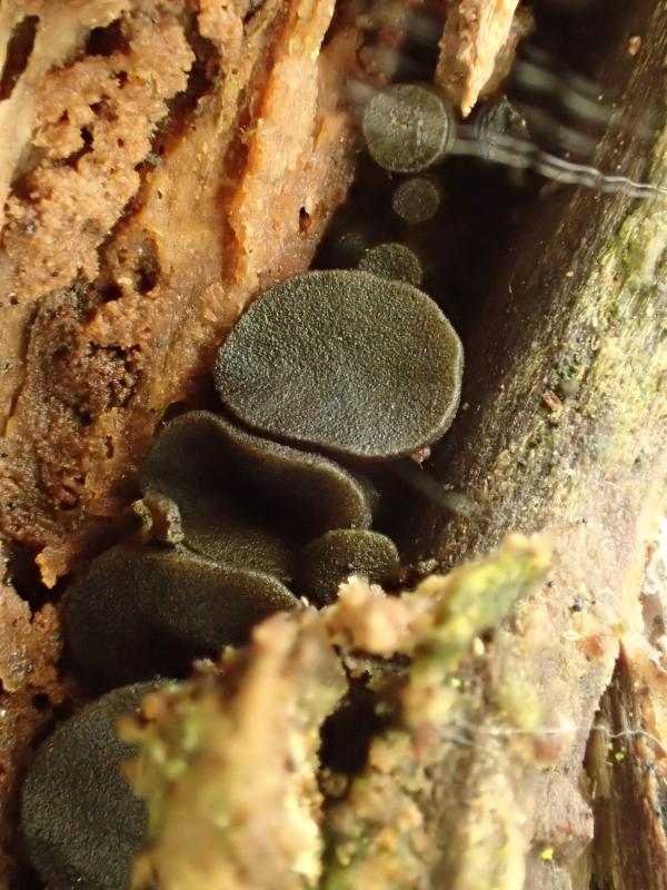 macrostoma